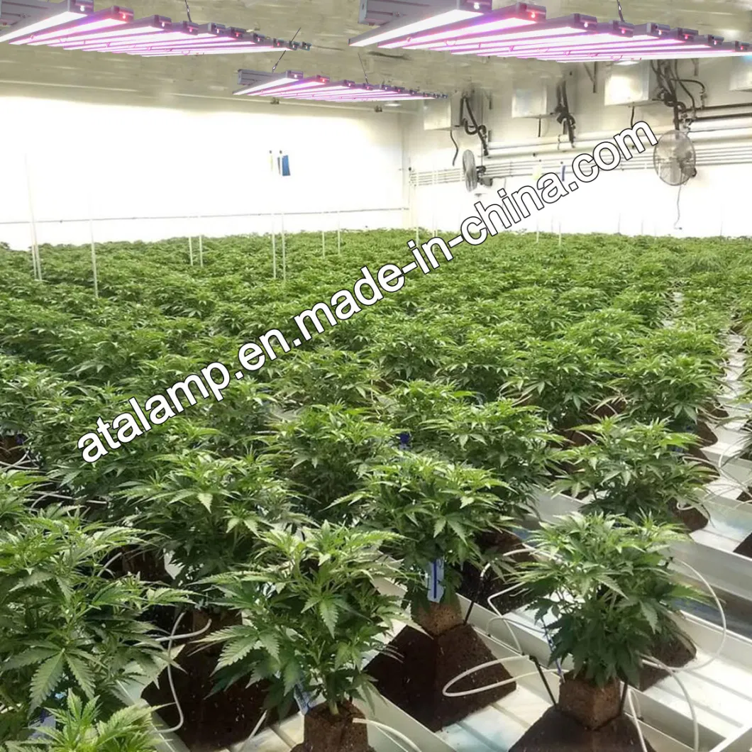 Spyder 400W/600W/800W/1000W Full Spectrum LED Grow Lights for Medical Plants and Hydroponics Indoor Plants